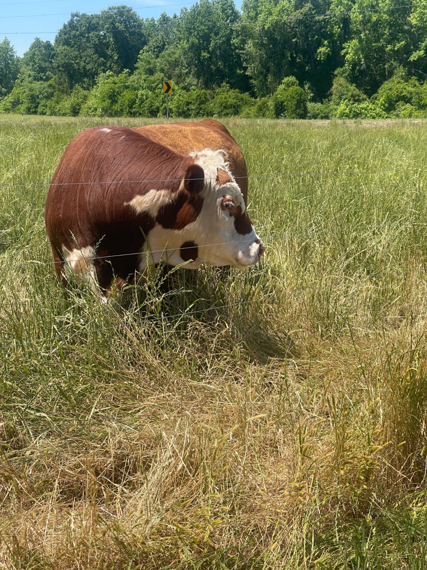Hereford cattle on pasture